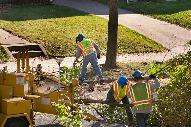 Best Affordable Tree Cutting  in Heflin, AL